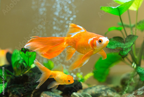 Fototapeta Few goldfishes swim in an aquarium.