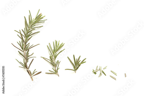 Fresh rosemary twigs on the white background