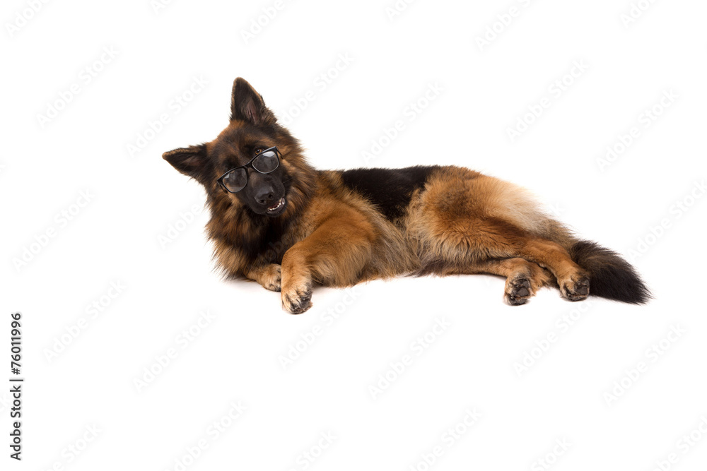 German Shepherd dog German Shepherd dog