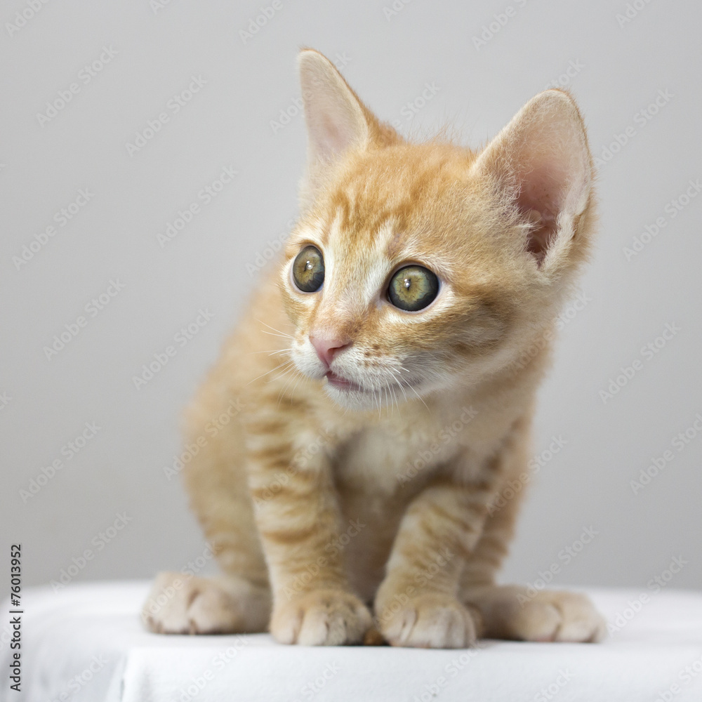 kitten kitten