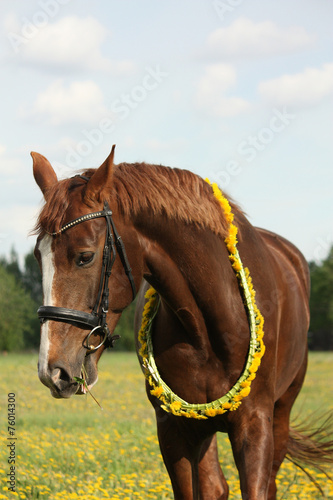 Portrait of chestnut horse with dandelion circlet © virgonira
