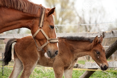 Brown cute foal portrait with his mother