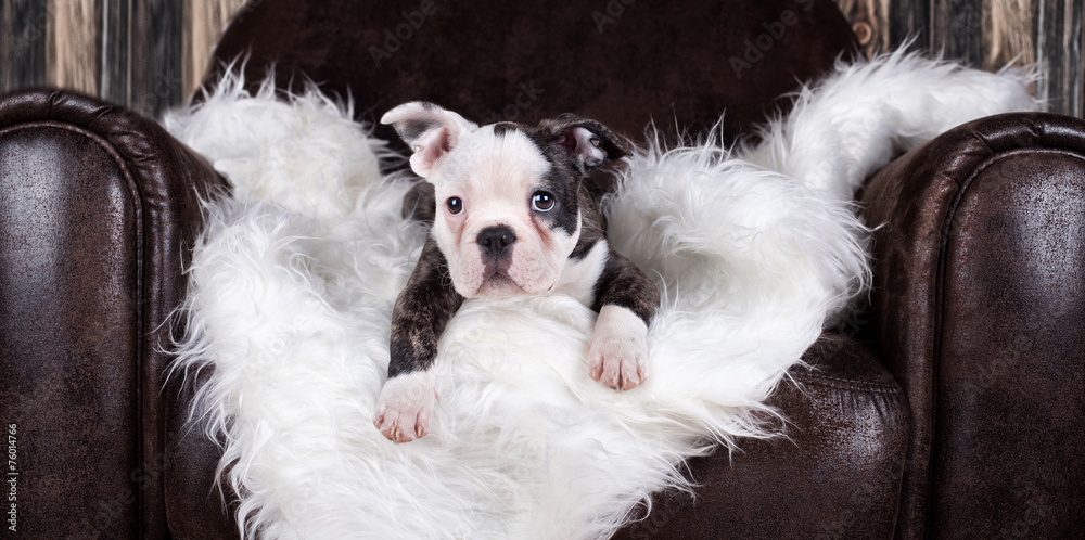 französische Bulldogge auf Ledersessel französische Bulldogge auf Ledersessel