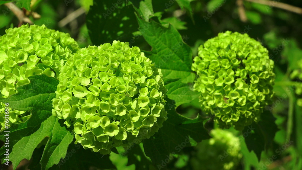 Green buds on the background of blue sky. 4K. Green buds on the background of blue sky. 4K.