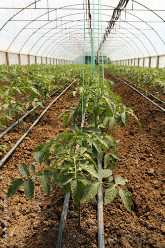 Tomato cultivating in green...