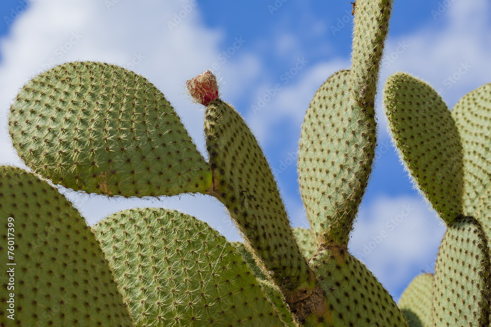 Prickly pear cactus with fruit in purple color.. Prickly pear cactus with fruit in purple color..