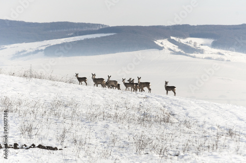 curious deers © csabi_f