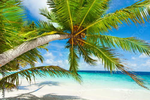 Rest in Paradise - Malediven - Palmenstrand  Himmel und Meer