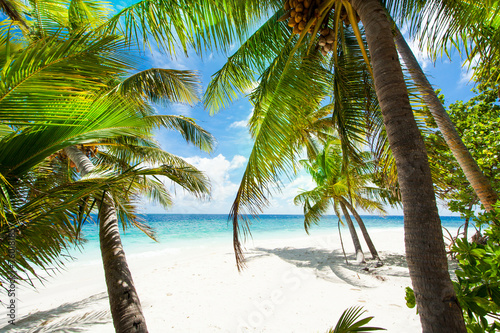 Fototapeta Naklejka Na Ścianę i Meble -  Rest in Paradise - Malediven - Palmenstrand
