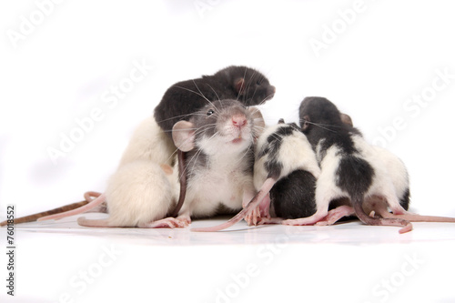 Baby rats climbing on mom rat