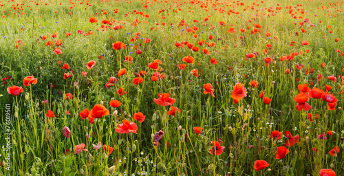  Polne maki pośród traw i kwiatów polnych © Mike Mareen