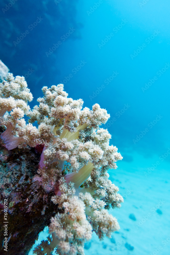 Fototapeta premium coral reef with white soft coral in tropical sea ,underwater
