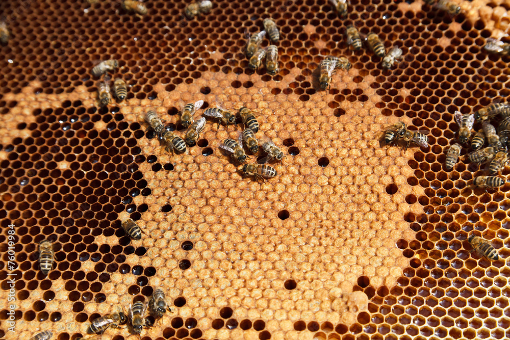 Closeup of working bees in the hive Closeup of working bees in the hive