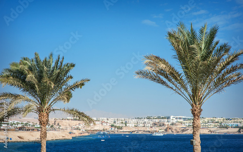 palm trees with views of the sea and the hotel in Egypt