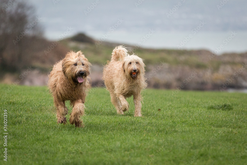 Dogs Running and Playing
