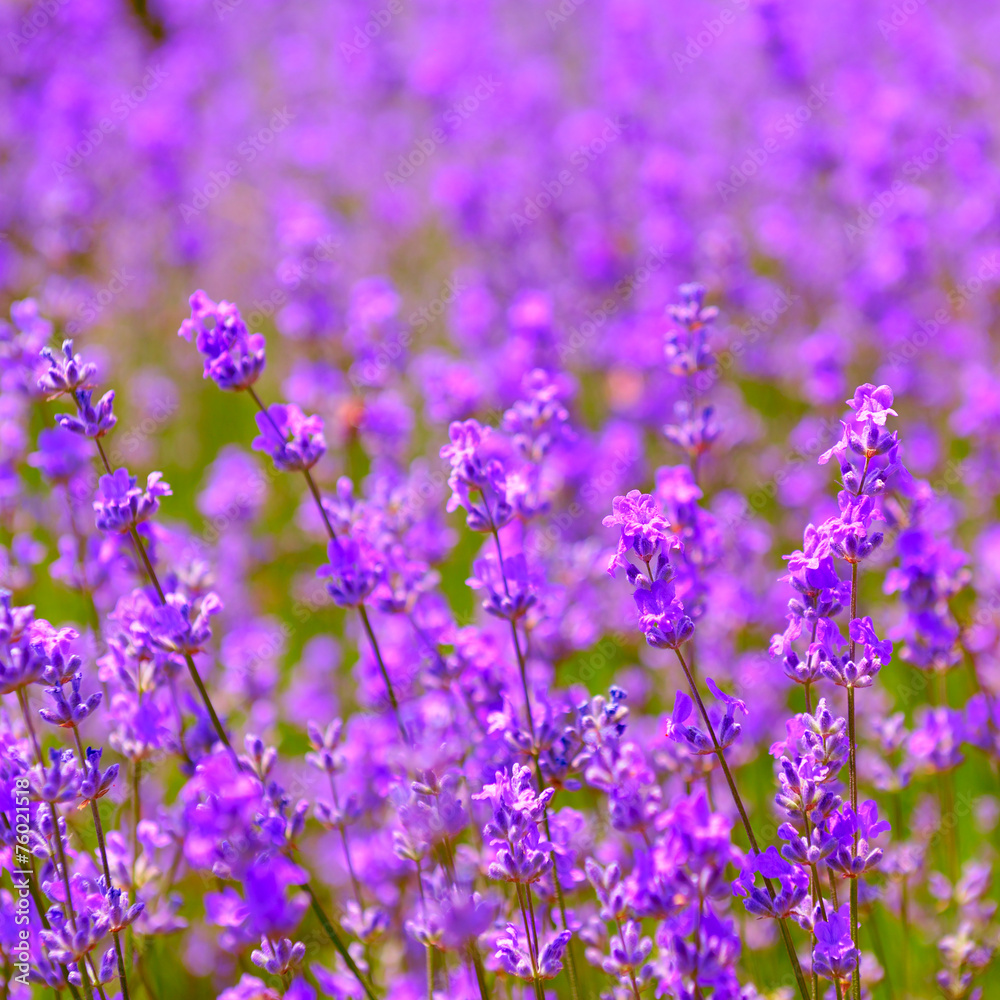 Fototapeta premium lavender flowers blooming