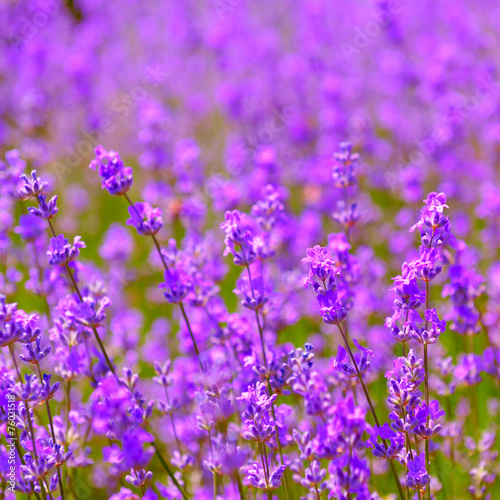 lavender flowers blooming