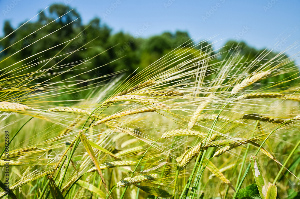 wheat wheat