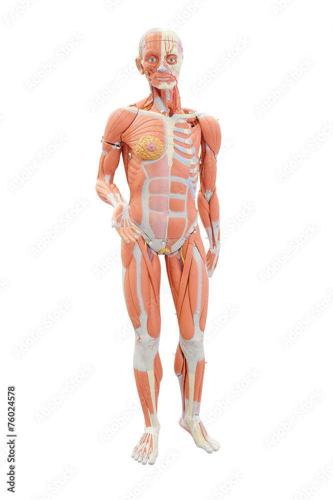 Human anatomy. Medical mannequin isolated