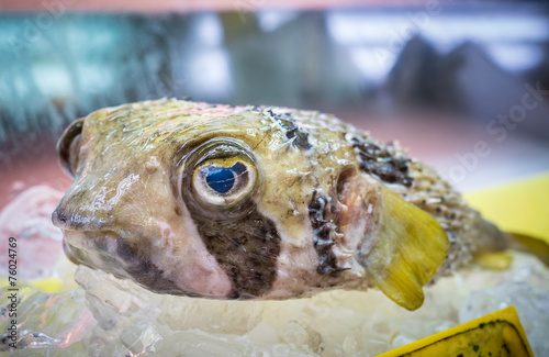 Japanese fugu fish or pufferfish © javarman