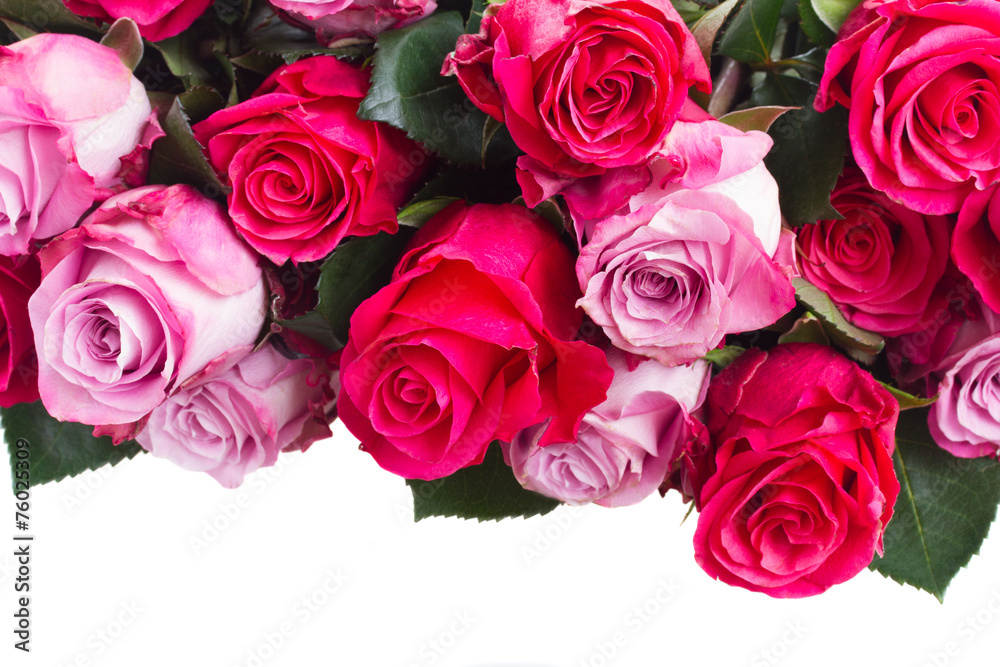 pink  flowers close up