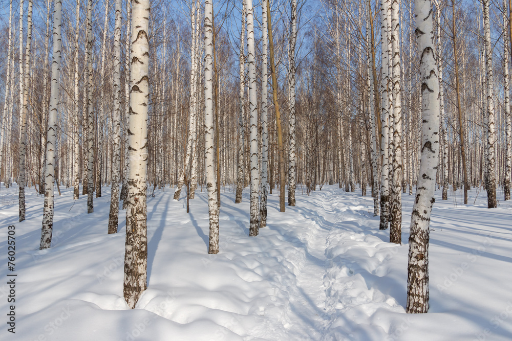 Winter birch grove on a frosty sunny day Winter birch grove on a frosty sunny day