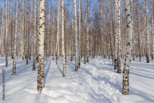 Winter birch grove on a frosty sunny day