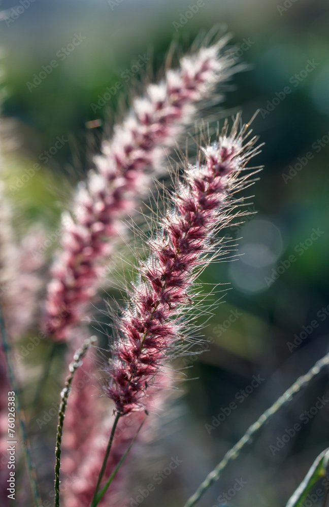 mexican grass flowers in morning