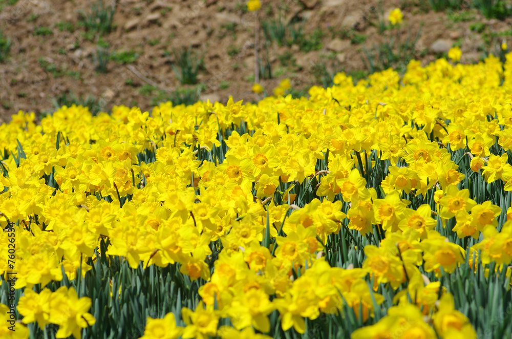 Obraz premium 黄色の水仙の花畑