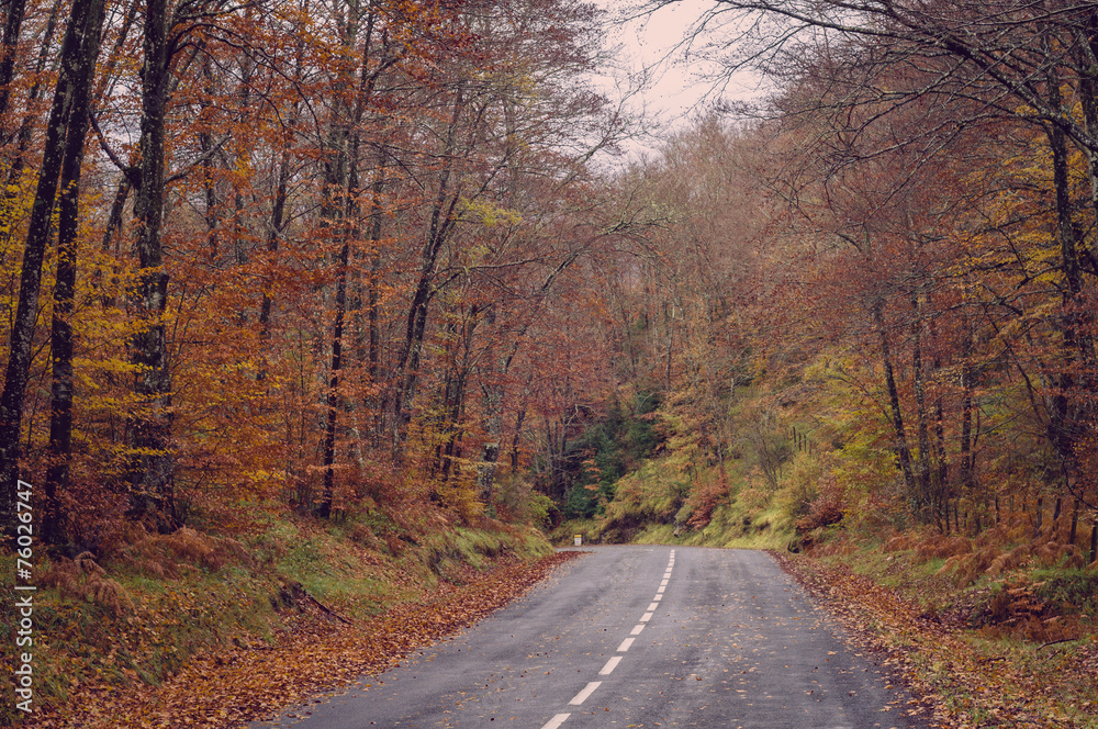 Road in the forest in autumn, fall colors