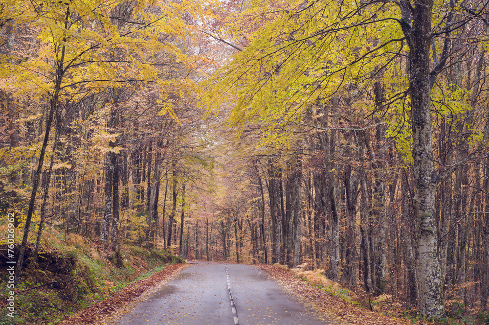 Fototapeta premium Road in the forest in autumn, fall colors