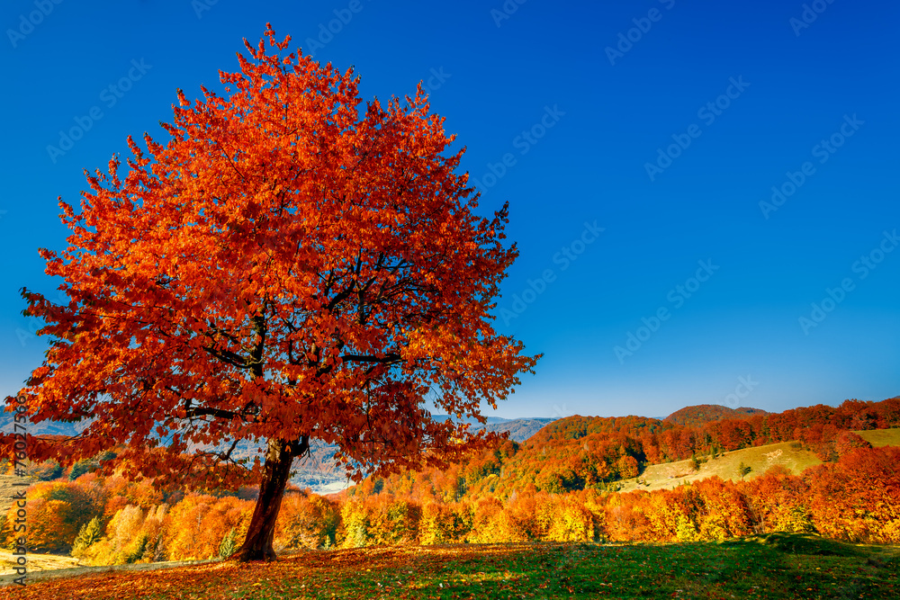 Colorful autumn landscape Colorful autumn landscape