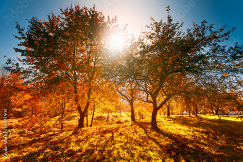 Colorful autumn landscape