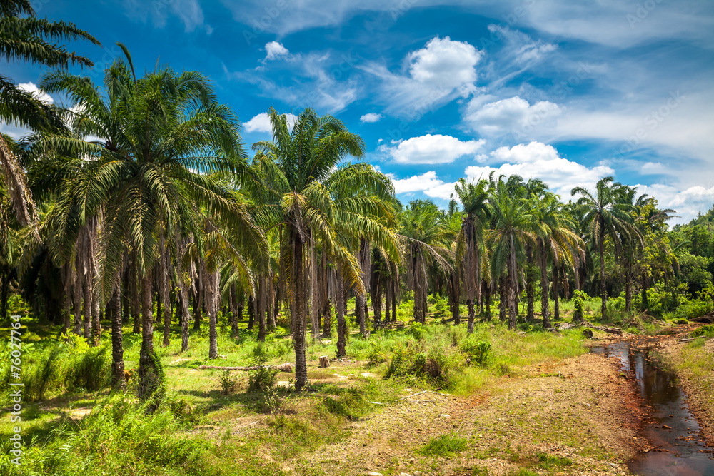 Coconut palm trees