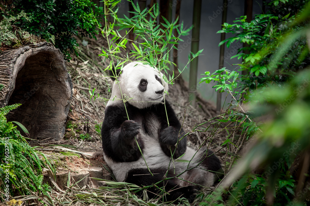 Obraz premium Hungry giant panda