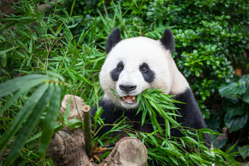 Fotobehang Panda Reuzenpanda eet smakelijk aan bamboe  © Goinyk