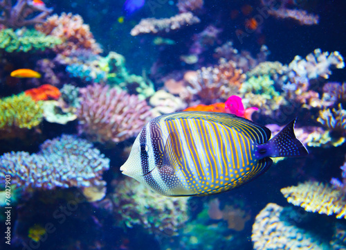 Colorful aquarium
