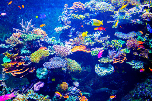 Fototapeta Naklejka Na Ścianę i Meble -  Colorful aquarium