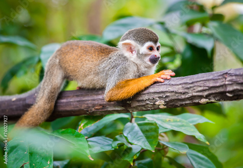 Squirrel monkey © Goinyk