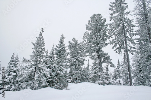 Winter forest © Anton Petukhov