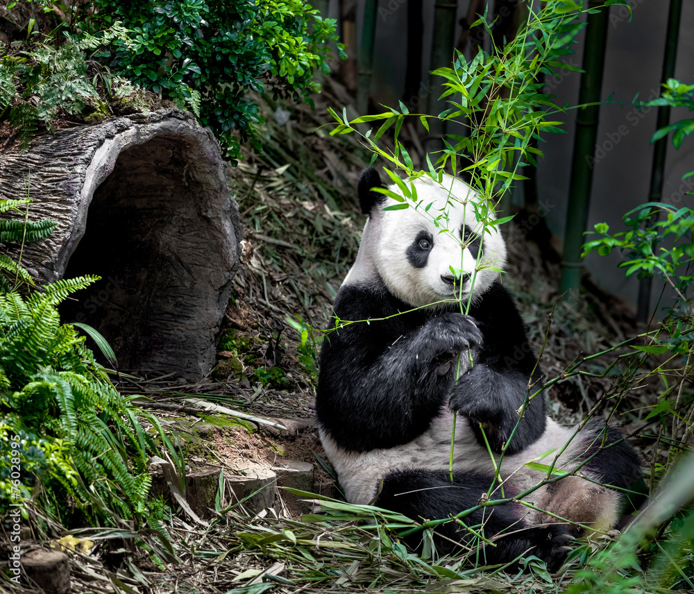 Fototapeta premium Hungry giant panda