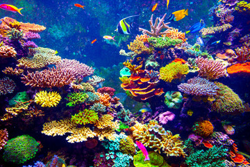 Gordijnen Koraalriffen Aquarium met zeeleven Singapore  © Goinyk