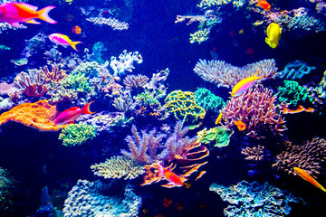Foto auf Acrylglas Tauchen Singapur-Aquarium  © Goinyk