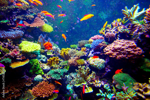Fototapeta Naklejka Na Ścianę i Meble -  Singapore aquarium