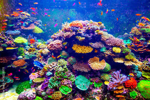 Fototapeta Naklejka Na Ścianę i Meble -  Singapore aquarium