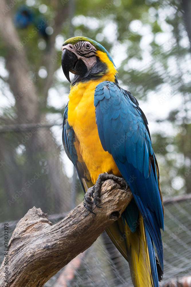 blue-and-yellow macaw (Ara ararauna) sitting on log blue-and-yellow macaw (Ara ararauna) sitting on log