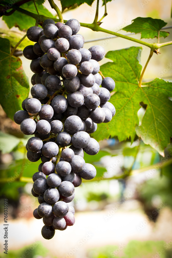 Fototapeta premium Ripe grapes ready for harvesting in the fram