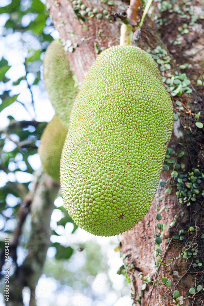 Jack Fruit hanging on tree Jack Fruit hanging on tree
