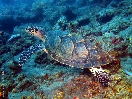 Sea turtle  Island Bali  Tulamben