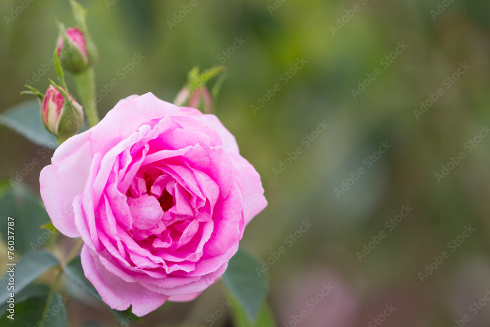 Closeup Rose flower in the garden Closeup Rose flower in the garden